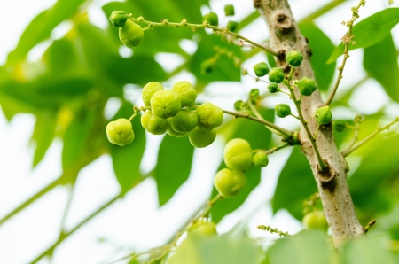 Phyllanthus acidus on tree in gardenの写真素材
