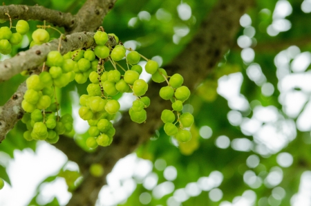 Phyllanthus acidus on tree in gardenの写真素材