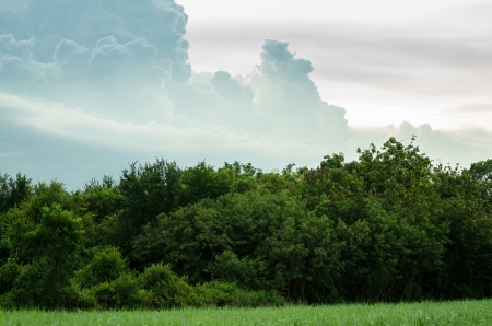 Forest and Trees and cloud is beautifulの写真素材