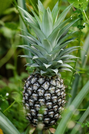 Pineapple planting in the gardenの写真素材