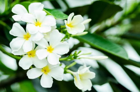 Plumeria  common name Frangipani  is beautifulの写真素材