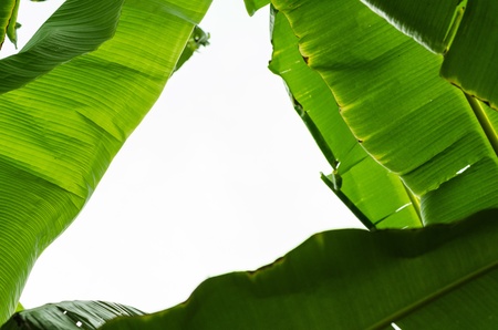 Frame green Banana leaf in nature with daylightの写真素材
