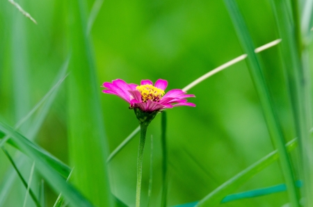 The Beautiful pink gerbera flowersの写真素材