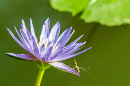 beautiful lotus in pond and closeupの写真素材