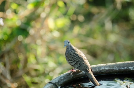 doves watching on a jarの写真素材