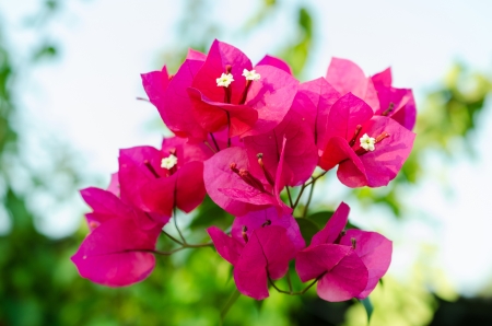 Flowering bougainvillea is many colors in the gardenの写真素材
