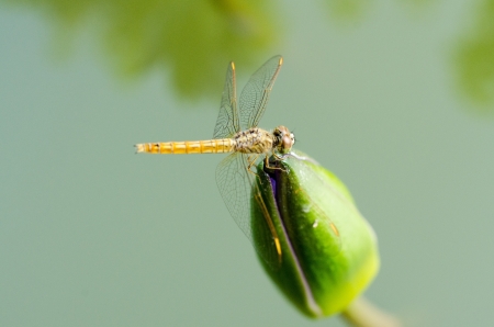 lotus with dragonfly in pondの写真素材