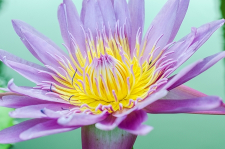beautiful lotus in pond and closeupの写真素材