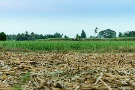 Sugarcane field in Thailandの写真素材