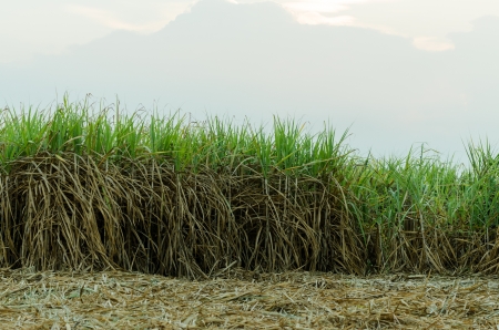 Sugarcane field in Thailandの写真素材