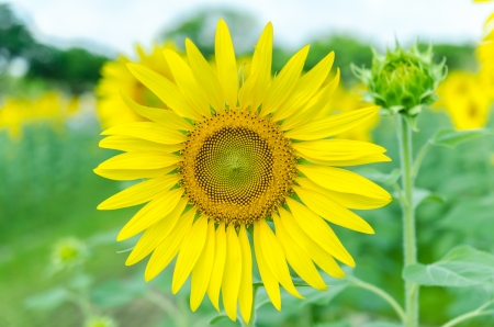 closeup the sunflowers in a rowの写真素材
