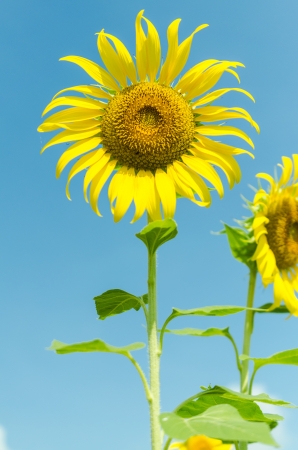 closeup the sunflowers in a rowの写真素材