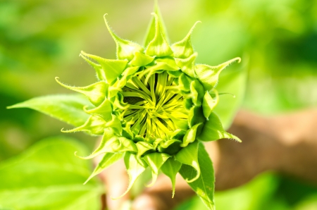 closeup the sunflowers in a rowの写真素材