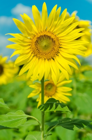 closeup the sunflowers in a rowの写真素材