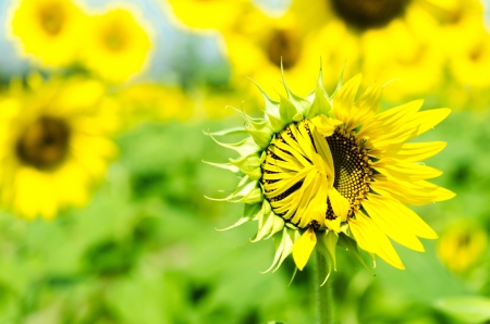 closeup half a  sunflowers in a rowの写真素材