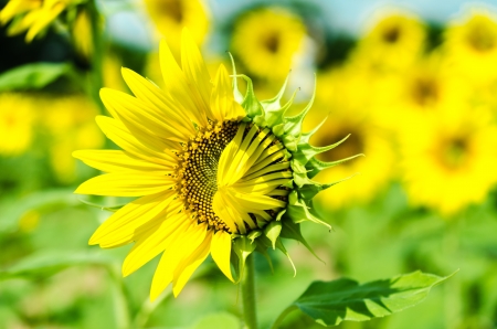 closeup half a  sunflowers in a rowの写真素材