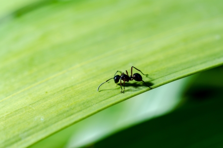 close-up shot of a giant ant on green leafの写真素材