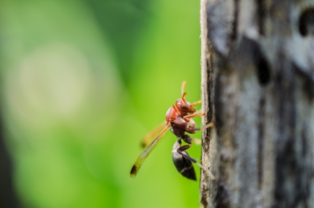 side view wasp cling the wood Poleの写真素材