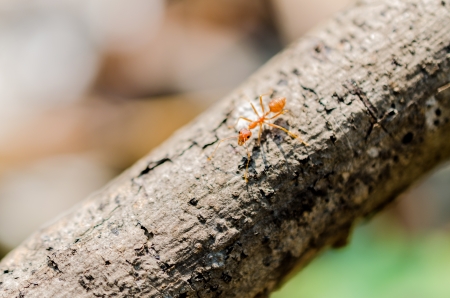 One Ants on the branchesの写真素材