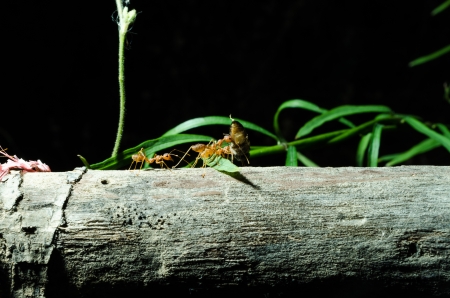 Many ants working Togetherの写真素材
