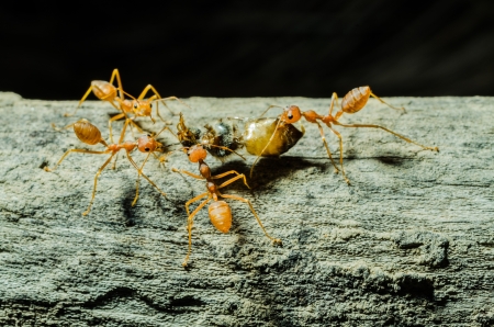 Many ants working Togetherの写真素材