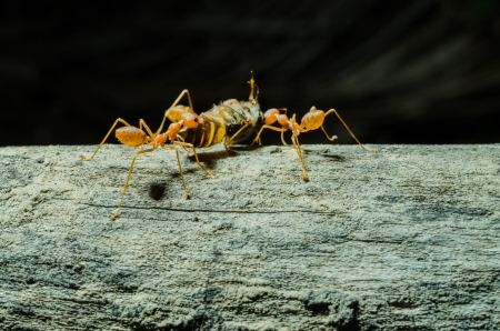 Many ants working Togetherの写真素材