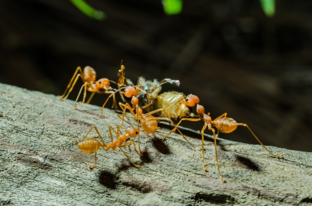 Many ants working Togetherの写真素材