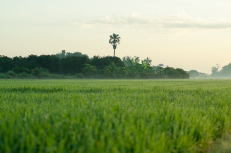 a rice growing in the thailand in the fieldの写真素材