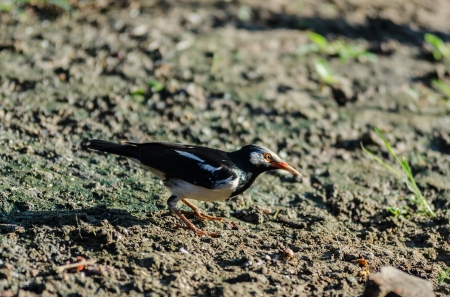 beautiful black-collared starling Sturnus nigricollis  on the floorの写真素材