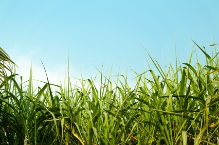 Sugarcane field in Thailandの写真素材