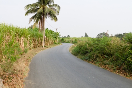Sugarcane field in Thailandの写真素材