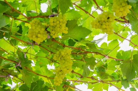 Green grape in Vineyard at thailandの写真素材