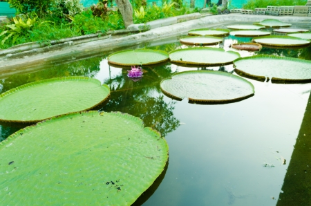 Victoria waterlily with very large green leaves that lie flat on the water's surfaceの写真素材