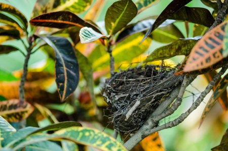 Bird's nest on a little treeの写真素材
