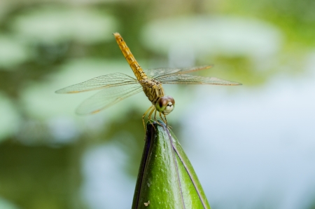 lotus with dragonfly in pondの写真素材