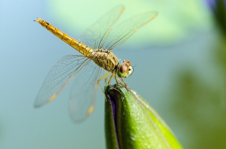 lotus with dragonfly in pondの写真素材
