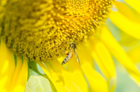 closeup the sunflowers in a rowの写真素材