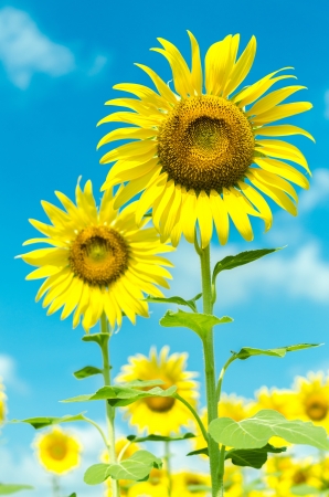 closeup the sunflowers in a rowの写真素材