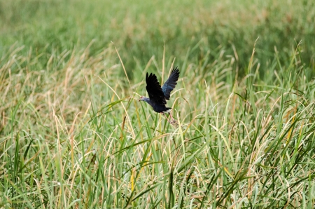 purple bird flying on Papyrusの写真素材