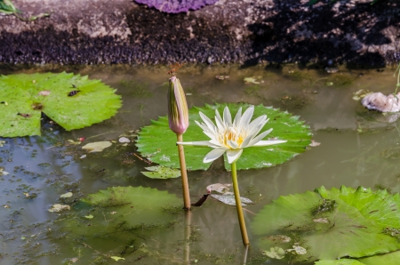 Dragonflies in a pond and on the lotusの写真素材
