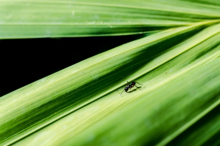 close-up shot of a giant ant on green leafの写真素材