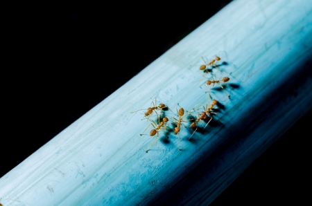 Many ants working Togetherの写真素材