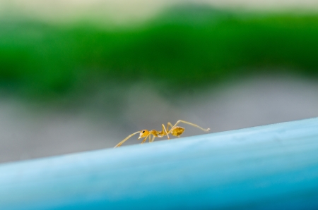 Many ants working Togetherの写真素材