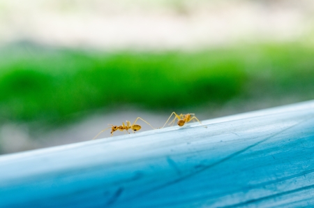 Many ants working Togetherの写真素材