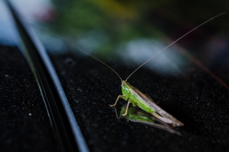 One Grasshopper On Black Backgroundの写真素材