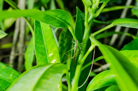 A close up of the grasshopper on many color leaves