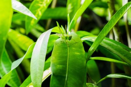 A close up of the grasshopper on many color leavesの写真素材