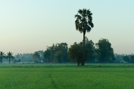 a rice growing in the thailand in the fieldの写真素材