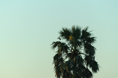 Sugar palm and Egret in the middle cornfieldの写真素材