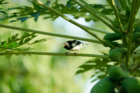 black-collared starling on Papaya treeの写真素材
